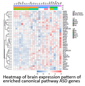 Heatmap of brain expression pattern of enriched canonical pathway ASD genes