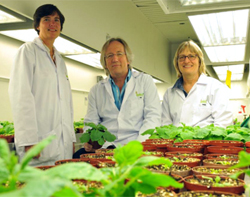 Researchers Dr Ann Meyers, Prof Ed Rybicki and Dr Inga Hitzeroth with the tobacco plants they use to produce their new African Horse Sickness vaccine.