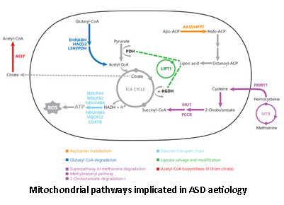 Mitochondrial pathways implicated in ASD aetiology