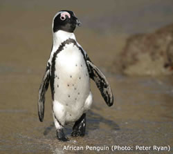 African Penguin (Photo: Peter Ryan)