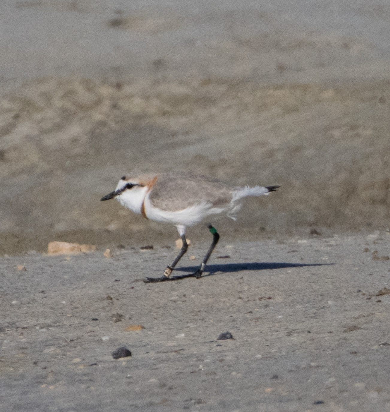 chestnut plover