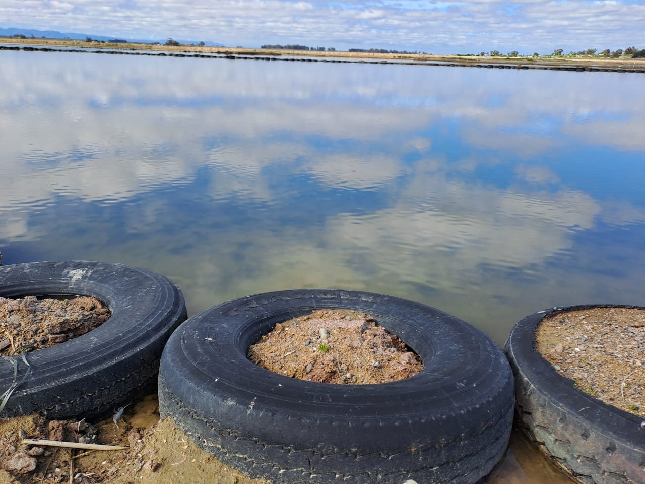 plover nests in tyres