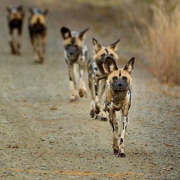 African wild dogs