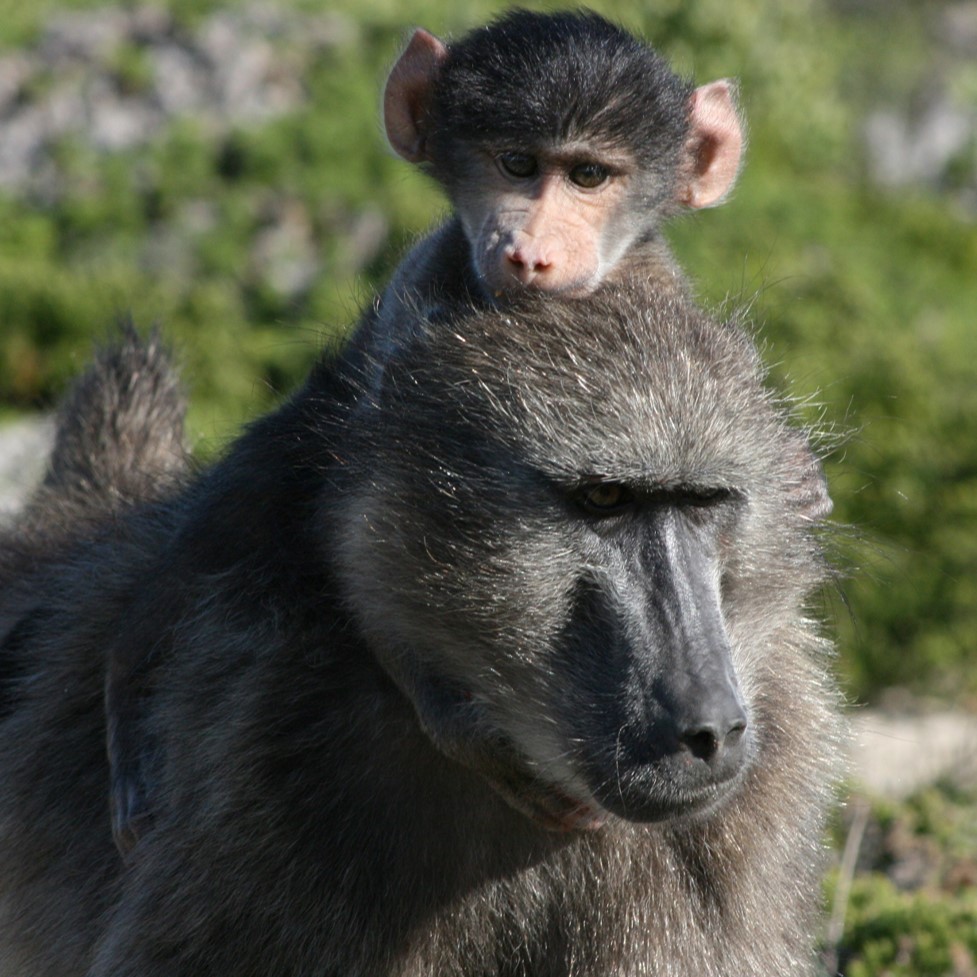 Cape Peninsula baboons