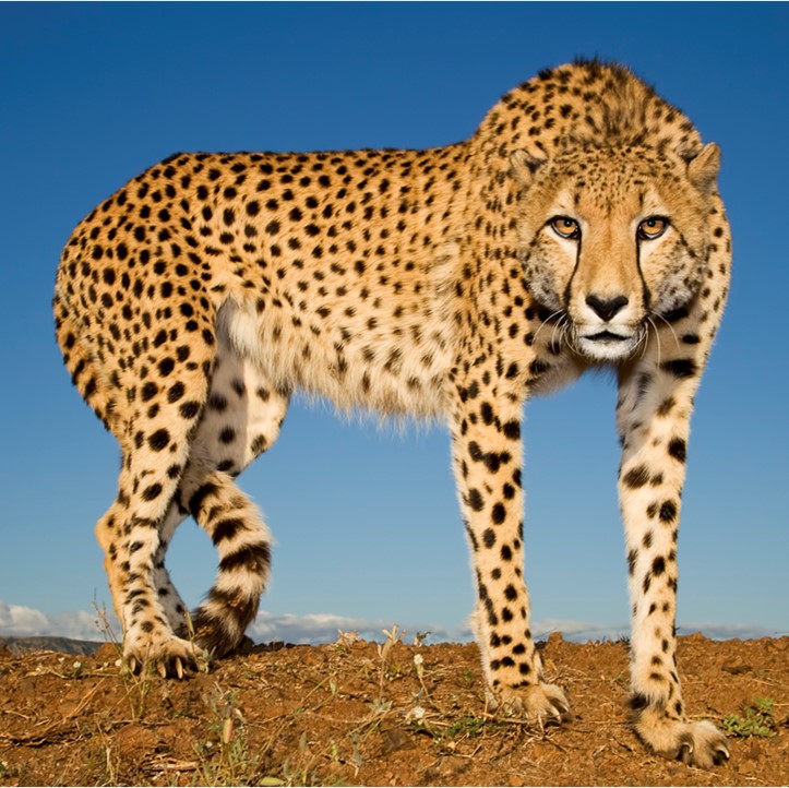 Cheetah metapopulation