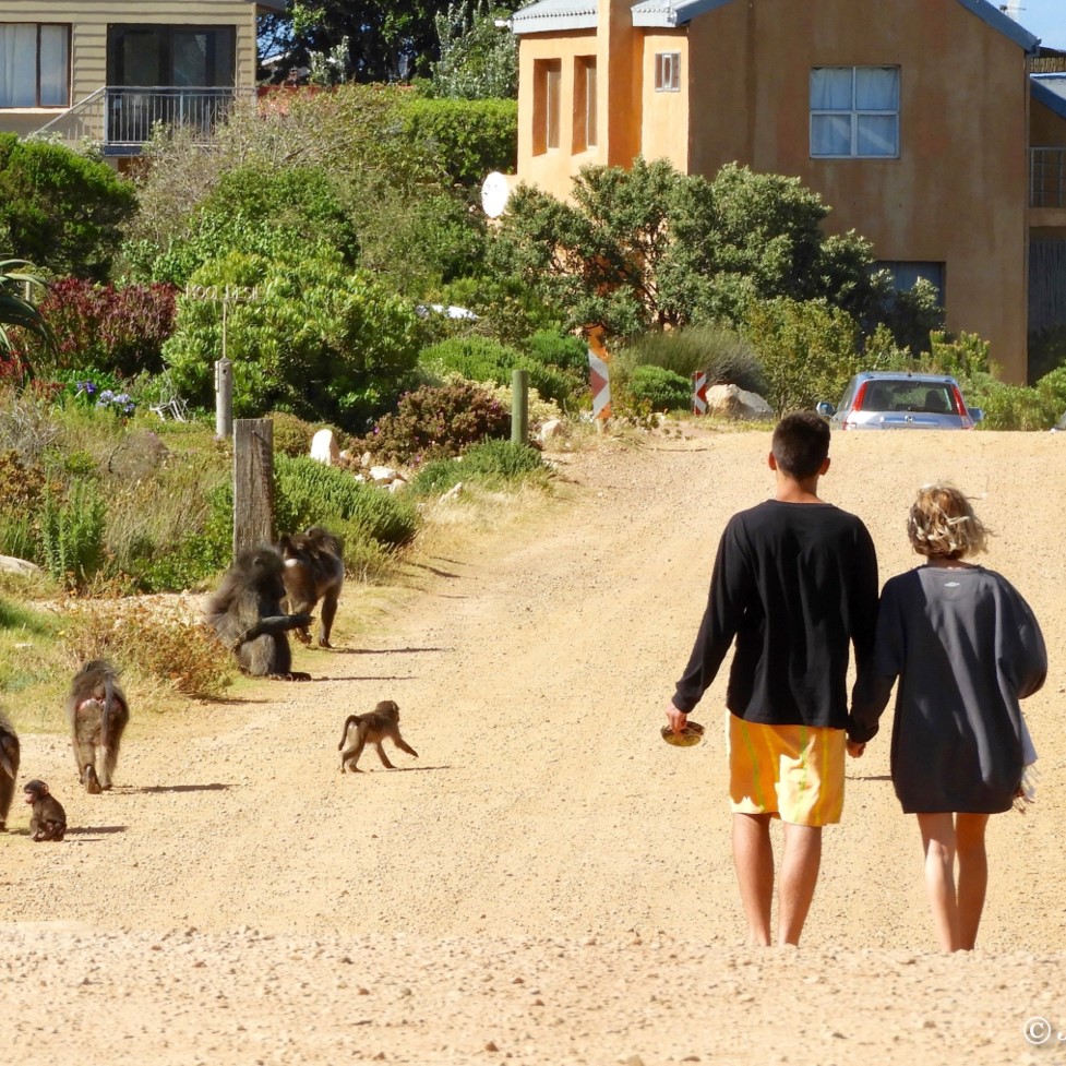 Human-baboon coexistence