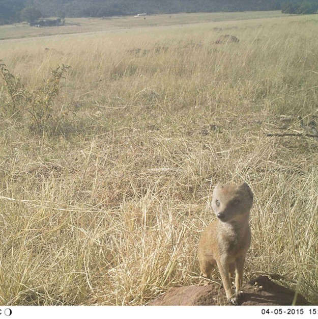 KZN mesocarnivores