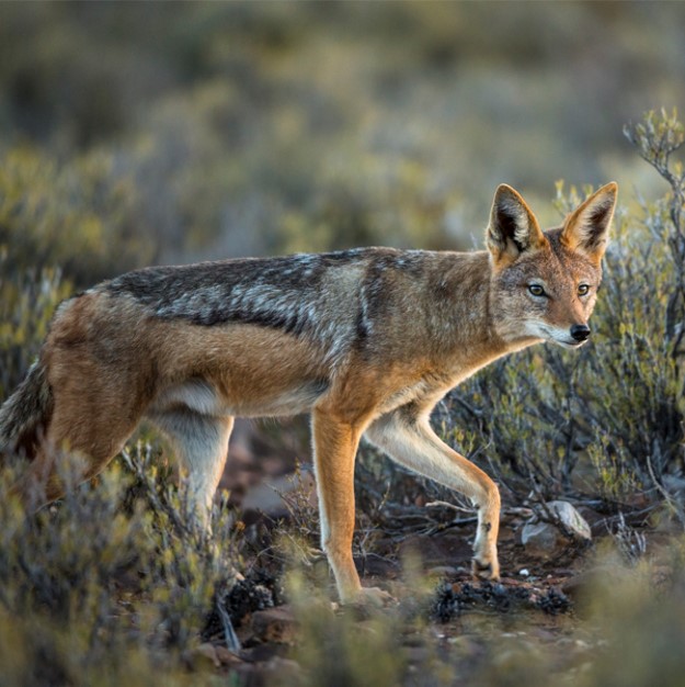 Karoo predators