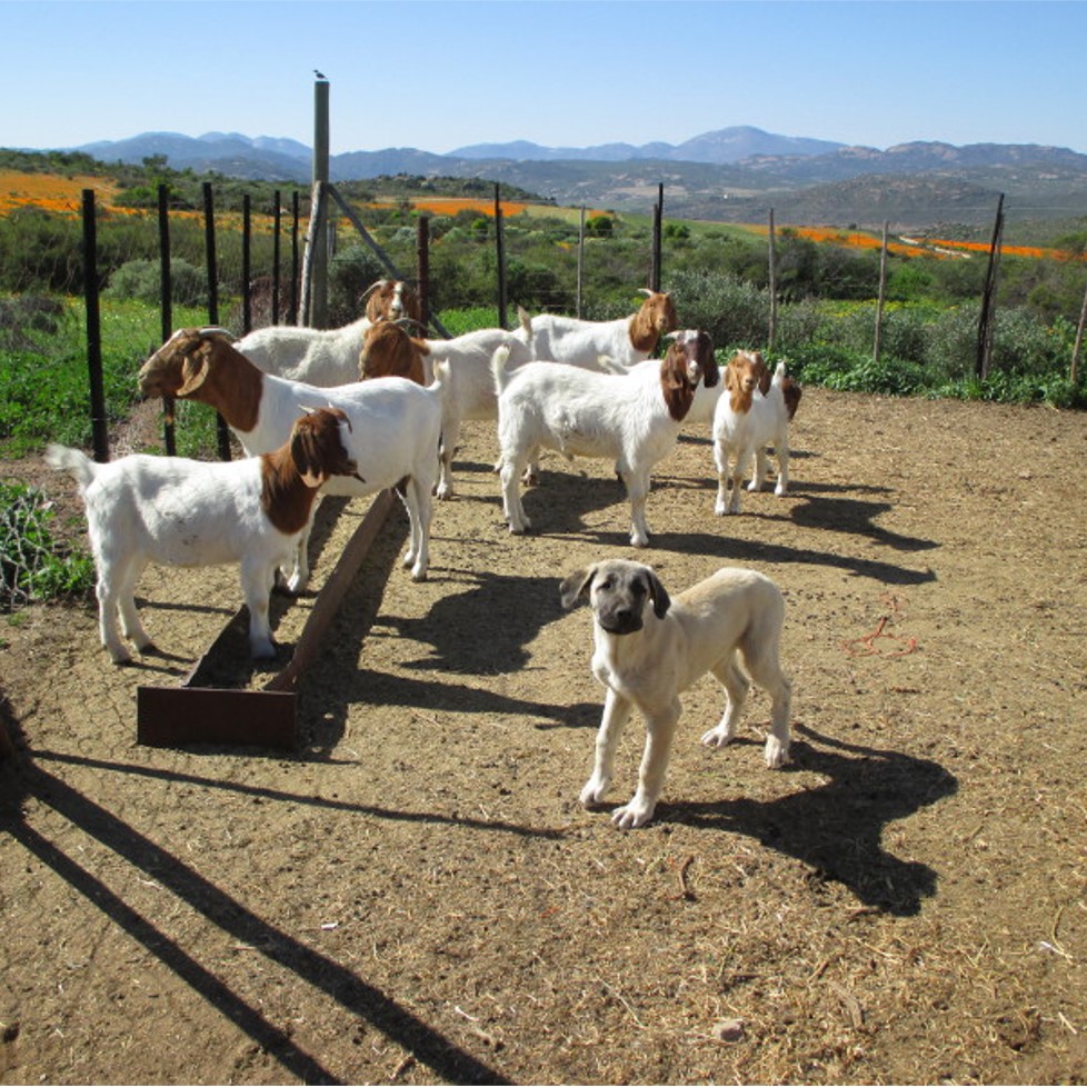 Namaqua PEACE