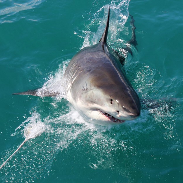 Sharks in False Bay