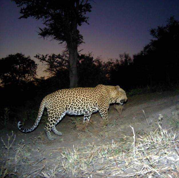 Transfrontier leopards