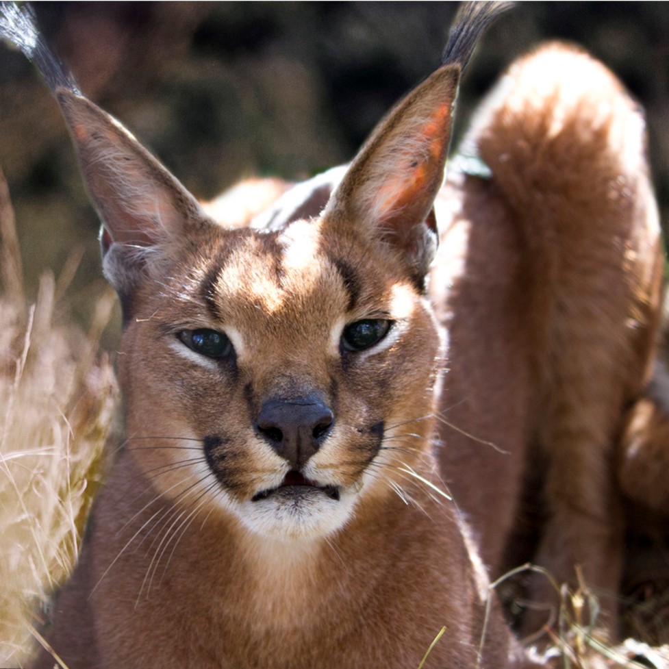 Urban caracals