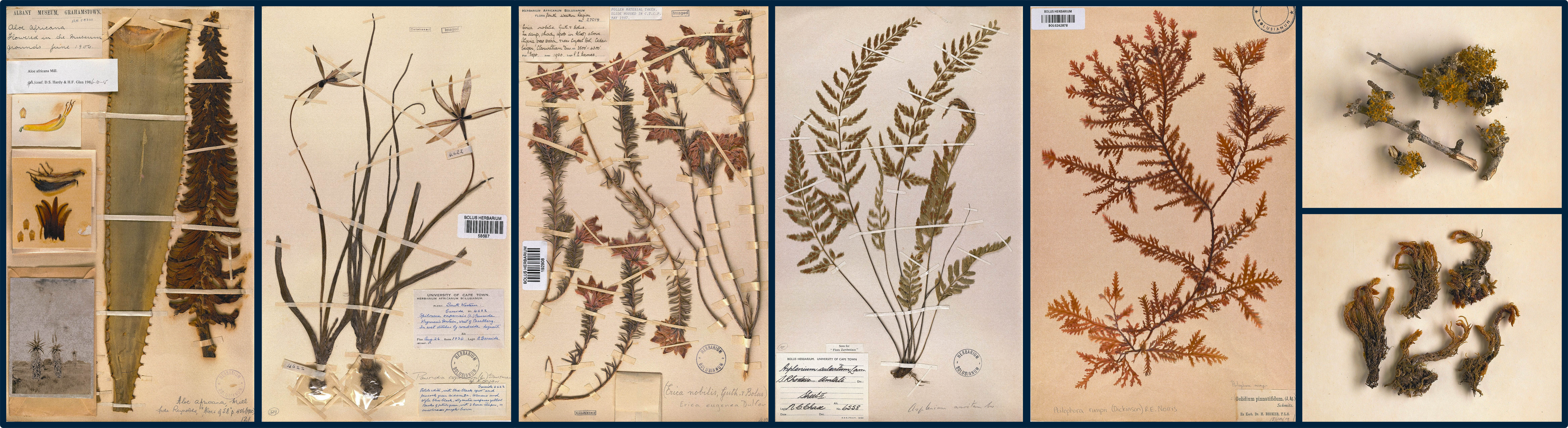 Selection of preserved plant specimens