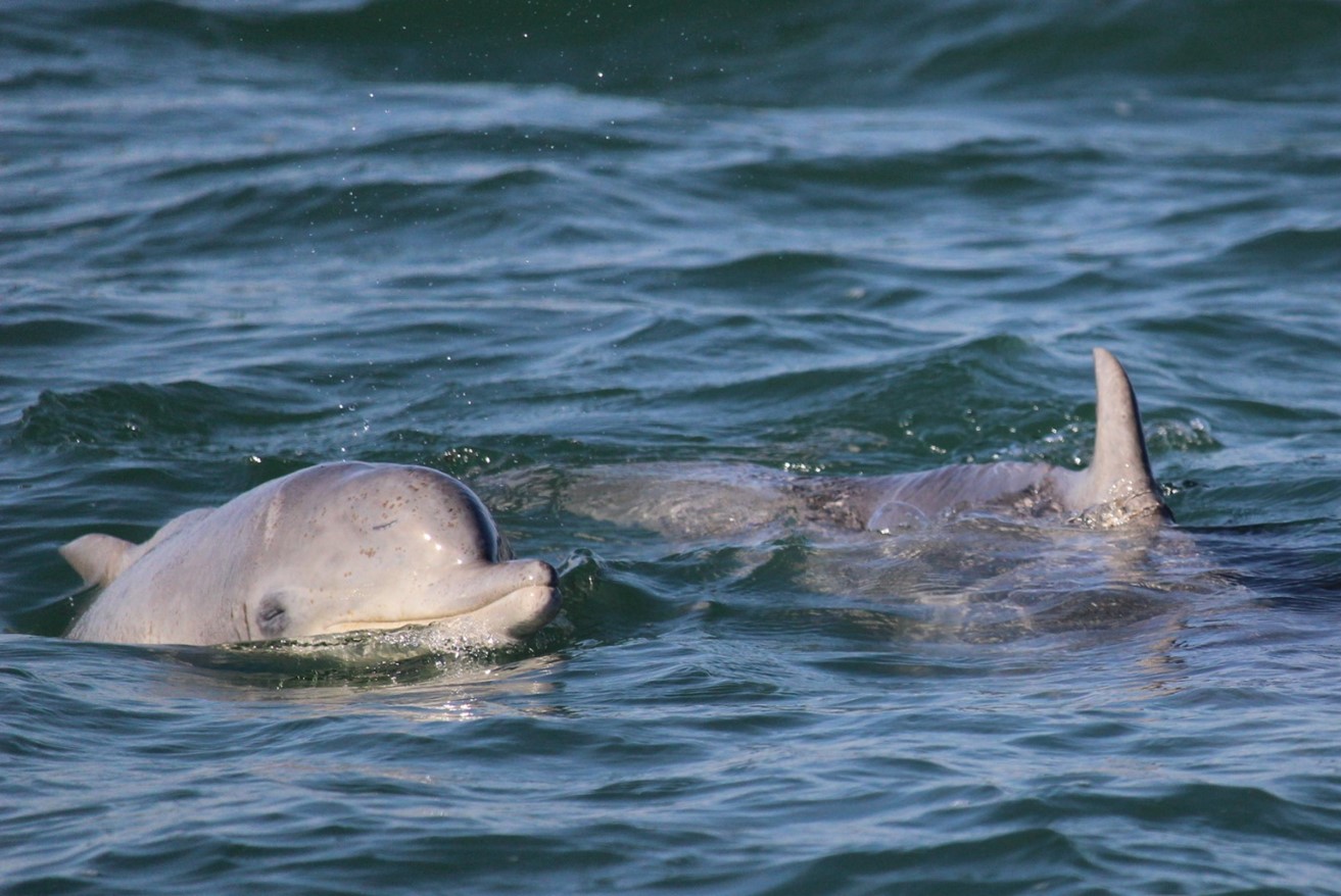 Humpback dolphins in water