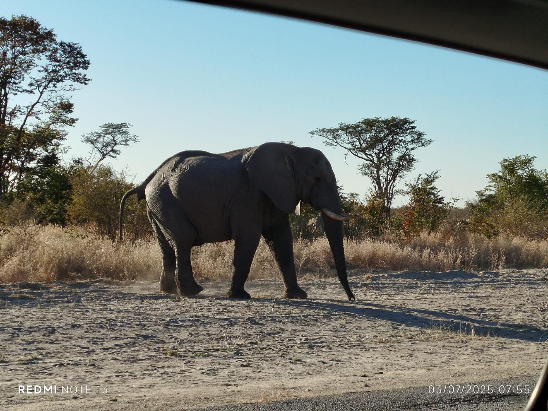 Botswana elephant crossing