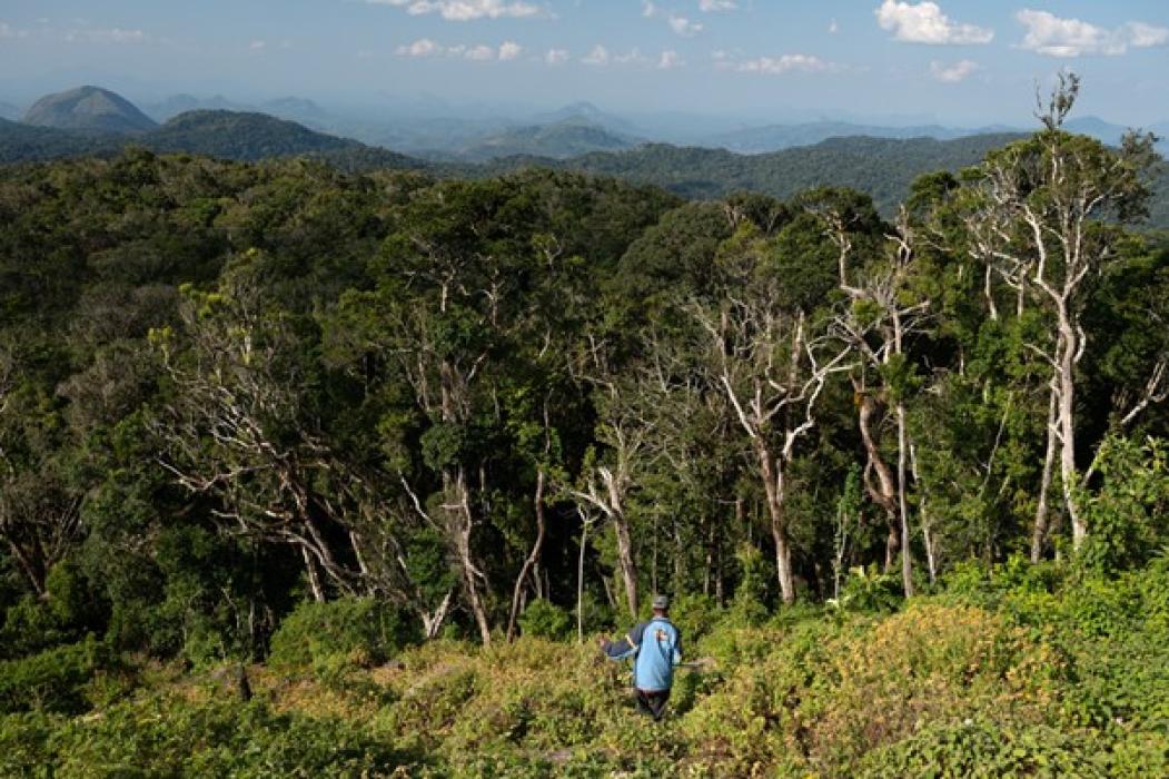 Man walking into Mount Mabu forest