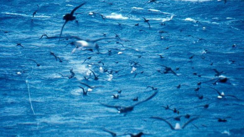 seabirds flying