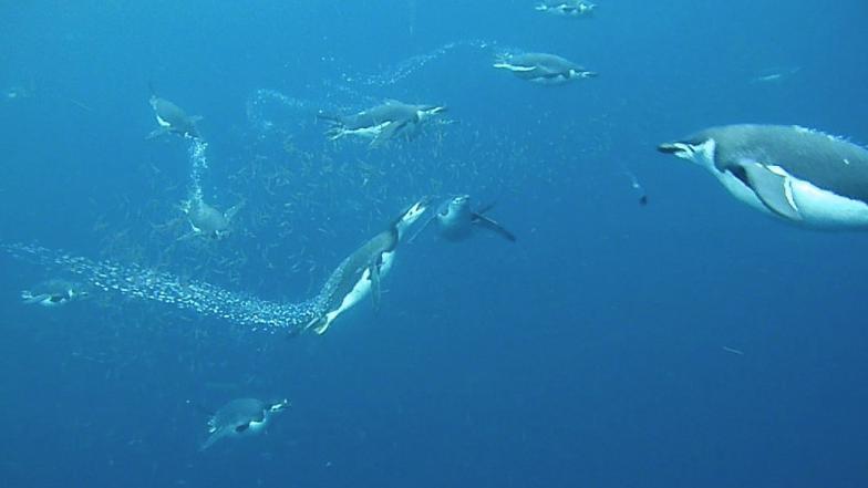 Penguins under water