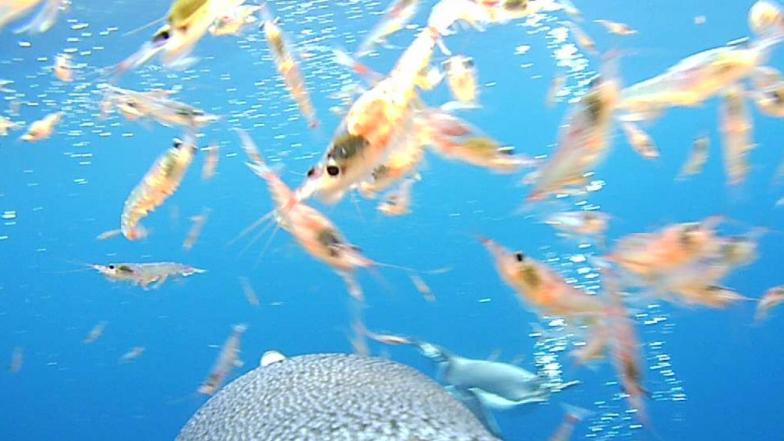 krill