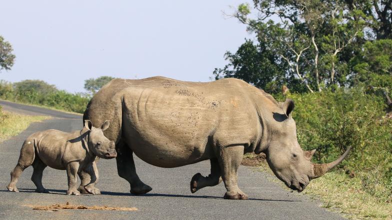 white rhino with calf