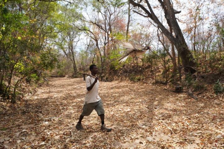Carvalho Nanguar, honey-hunter in Mozambique