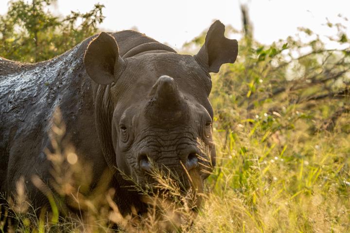 black rhino