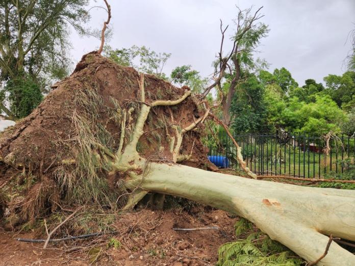 wind damage