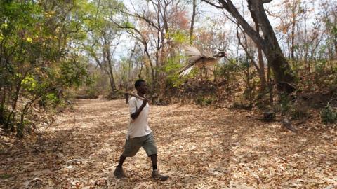 Carvalho Nanguar, honey-hunter in Mozambique
