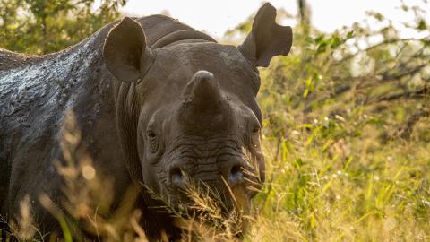 black rhino