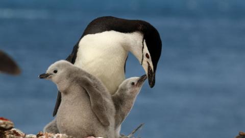 penguin babies
