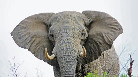 Elephant
