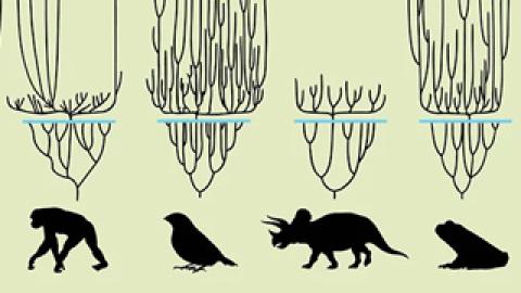 evolutionary trees