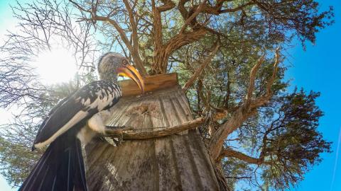 hornbill