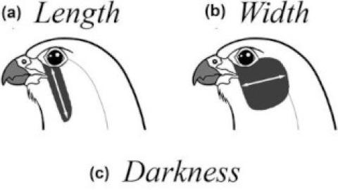 3 malar stripe variables