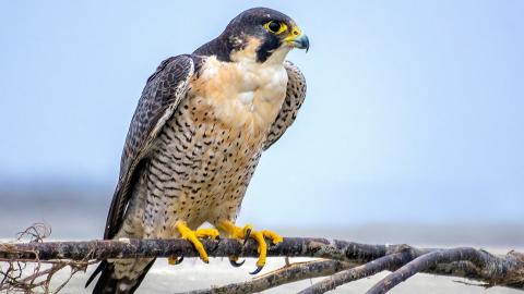 Peregrine falcon