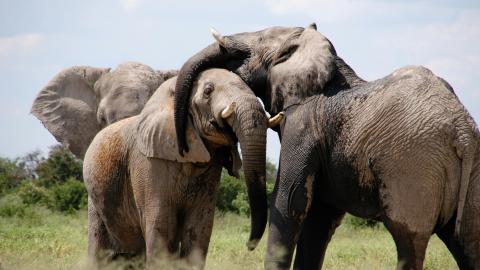 elephants