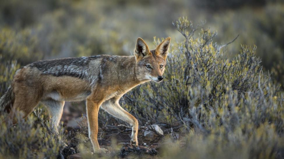 karoo_predators_-_jackal_-_n._houdin_d._palanque.jpeg