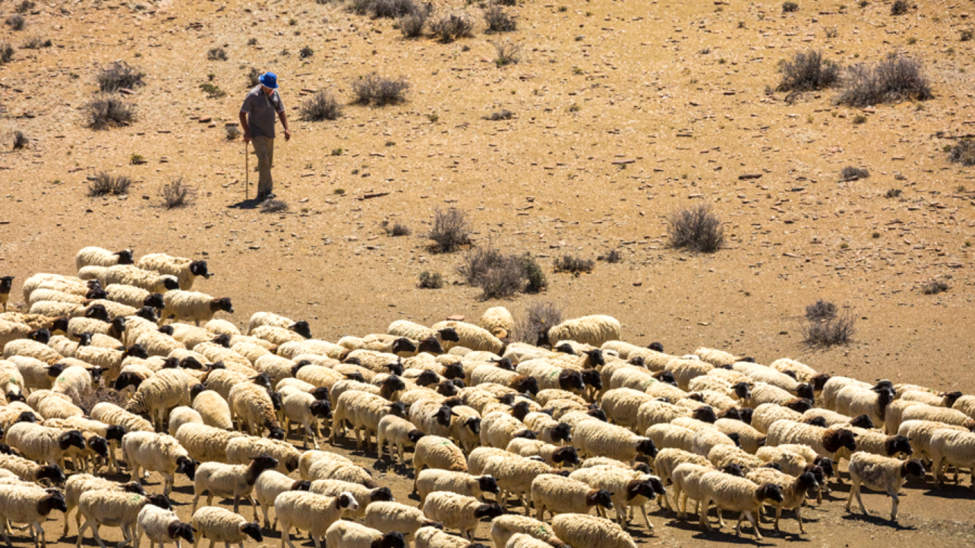 karoo_predators_-_karoo_farmers_-_n._houdin_d._palanque.png