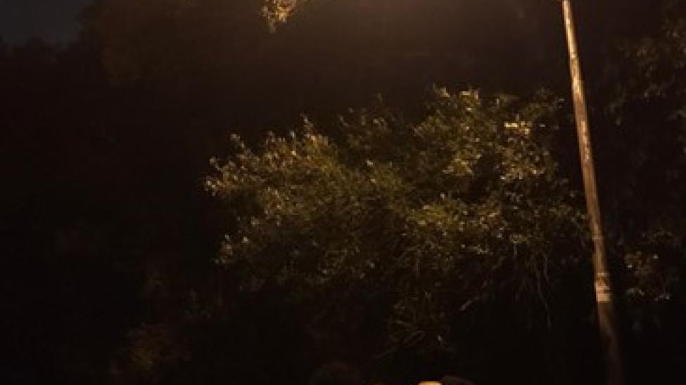 Pondering night ecologies