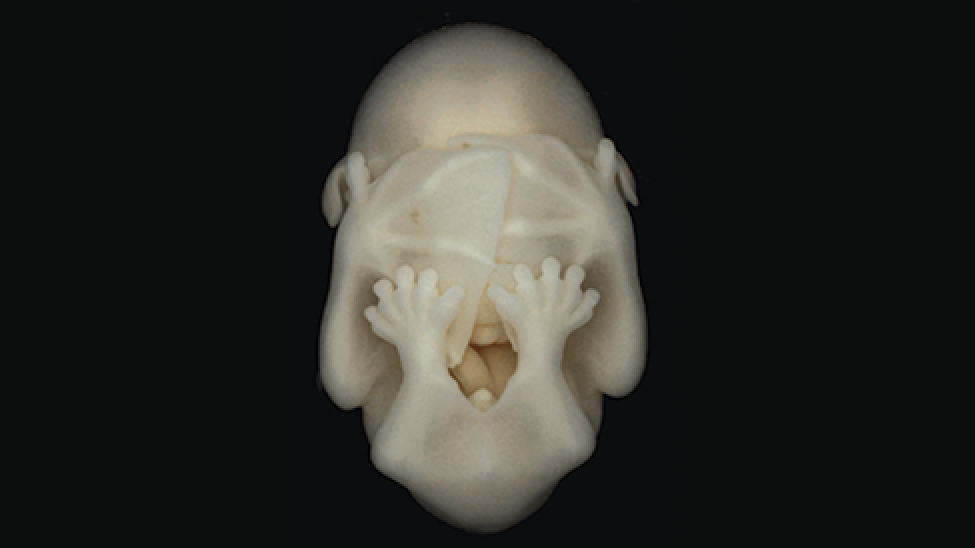 bat foetus