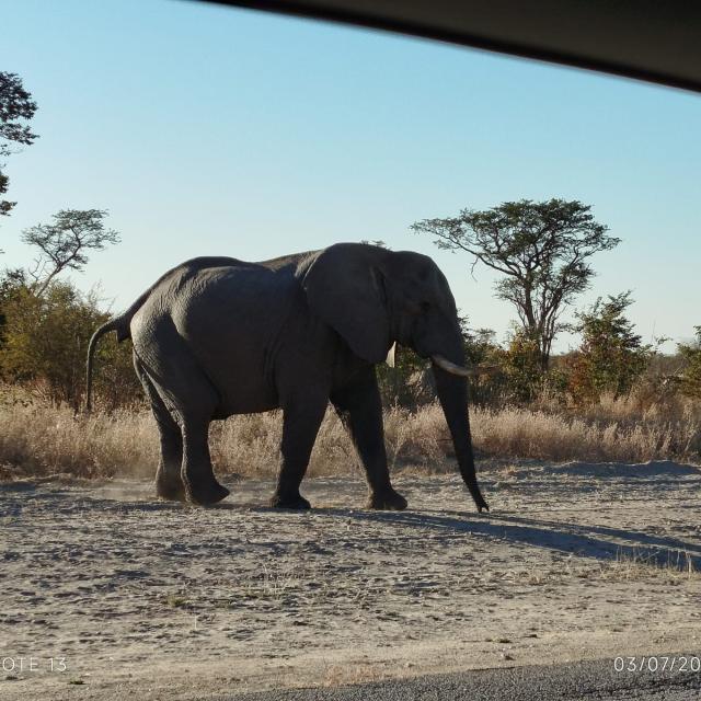 Botswana elephant crossing