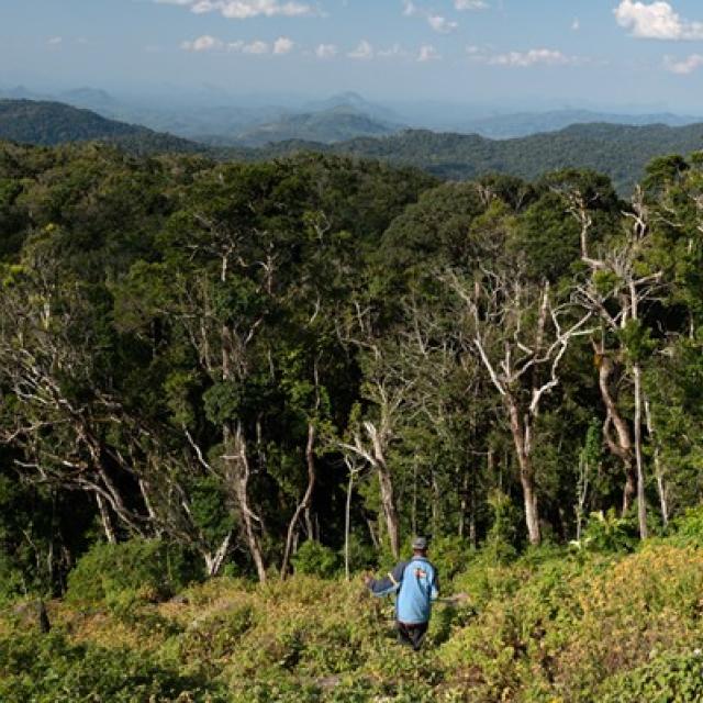 Man walking into Mount Mabu forest