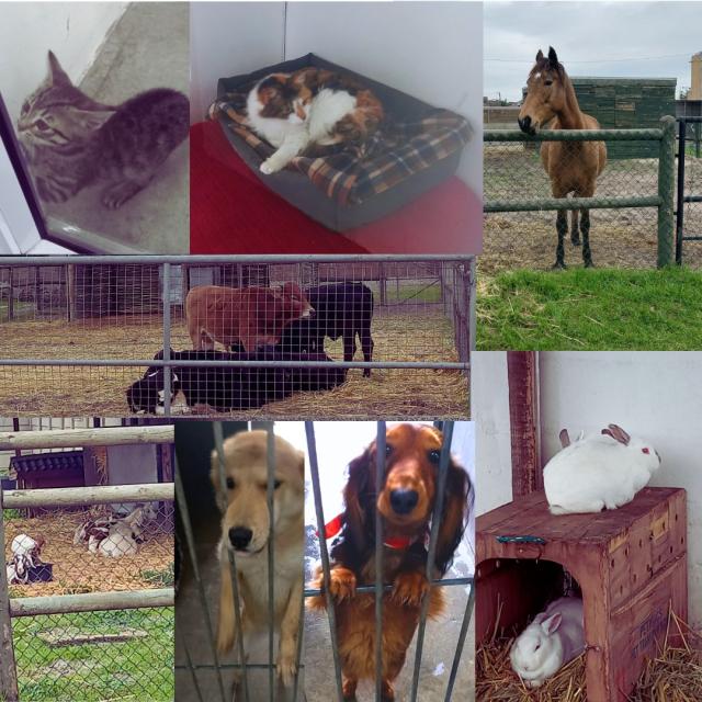 Collage of animals at the SPCA