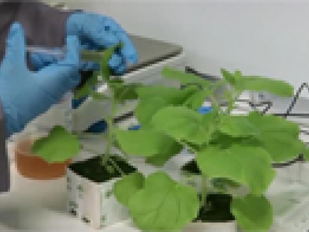 Biopharming Research Unit profile on Carte Blanche