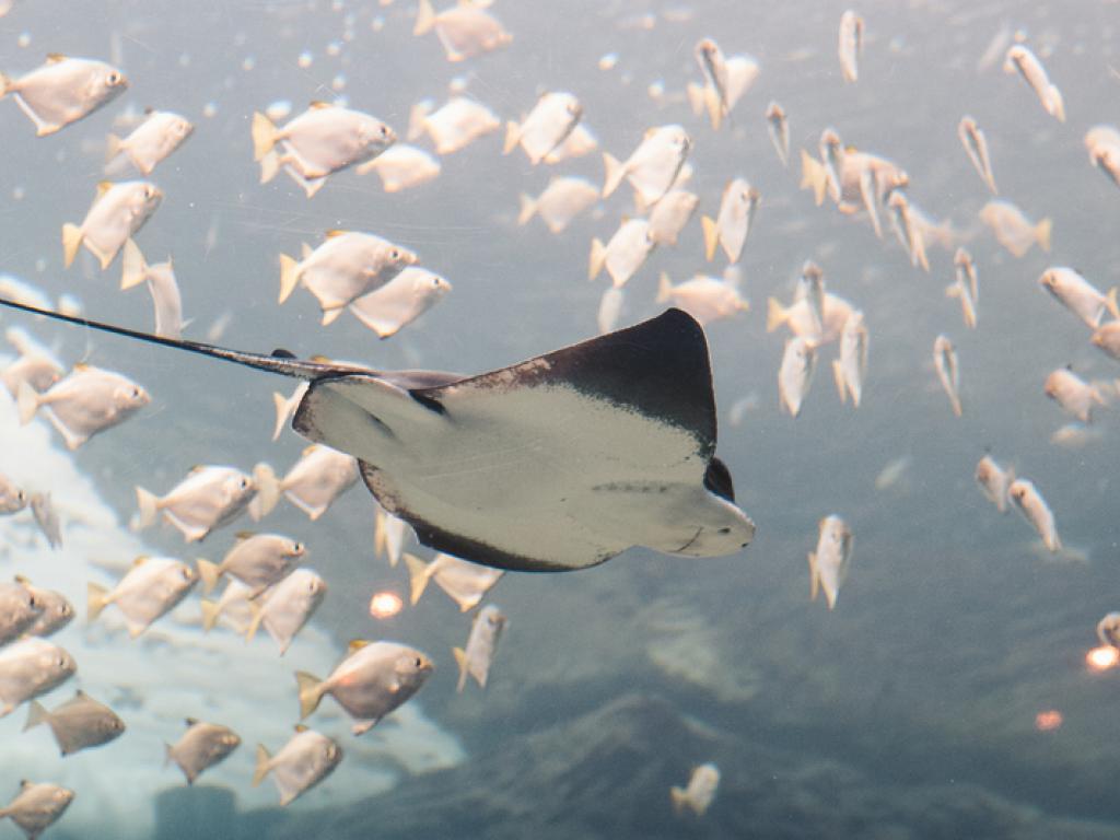 Why Conservationists Are Hopeful About the Manta Ray's Future, Science