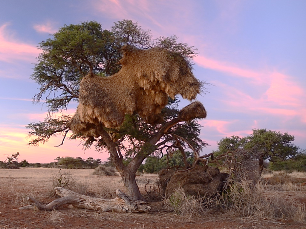New study published The importance of sociable weaver colonies