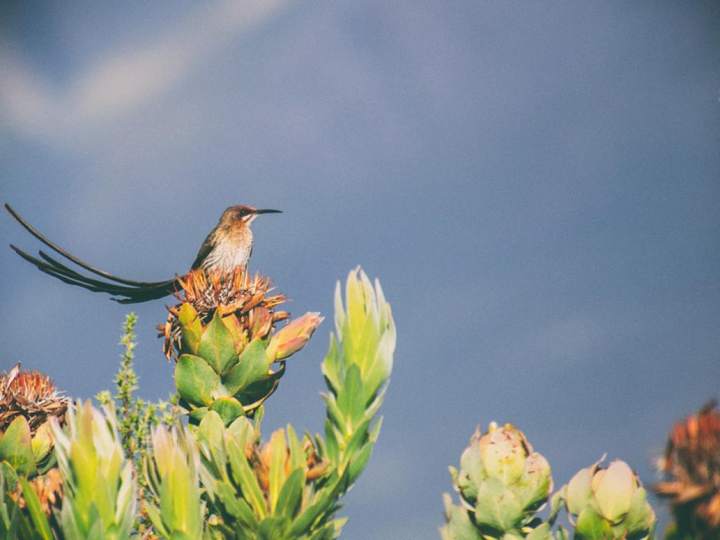 Bird