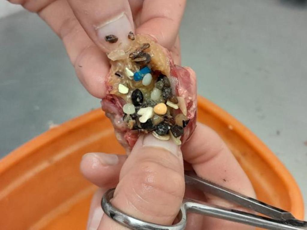 bird gizzard with pieces of plastic