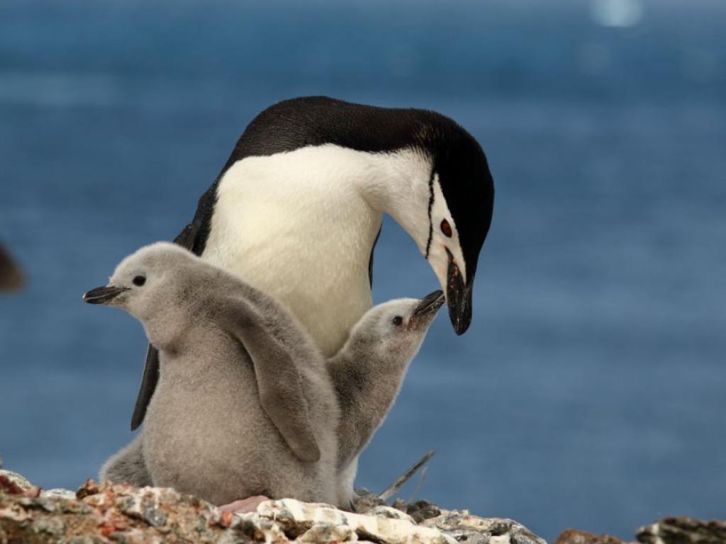 penguin babies