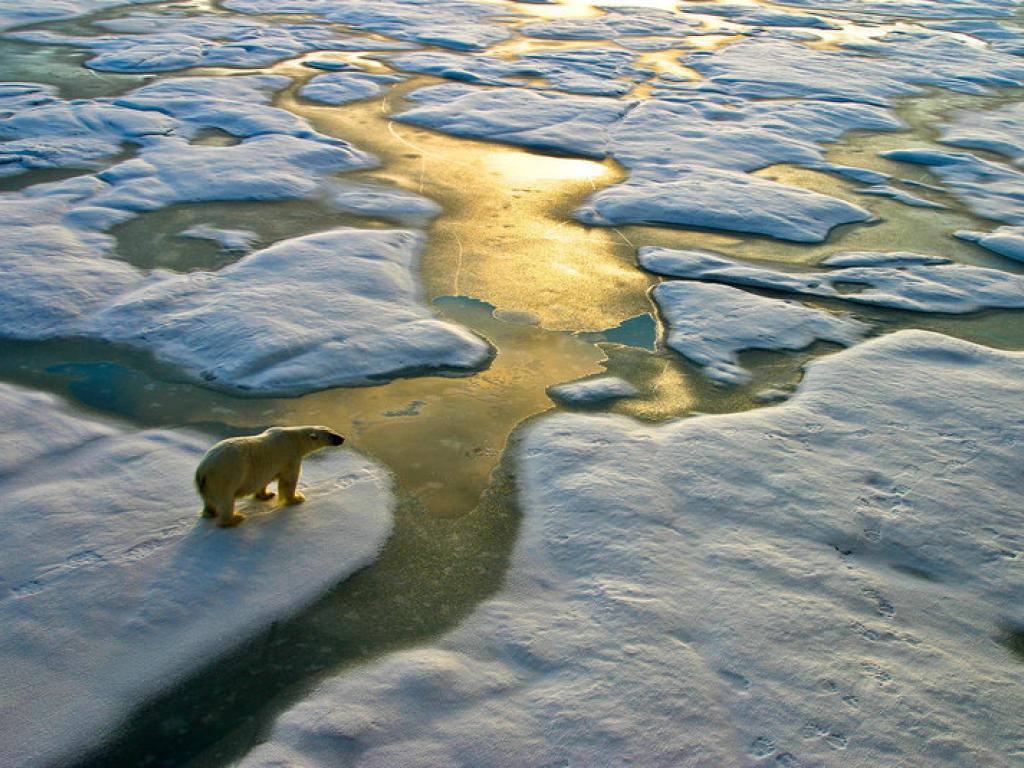 Polar bear on iceberg